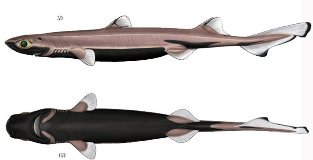 Etmopterus spinax_075.jpg
